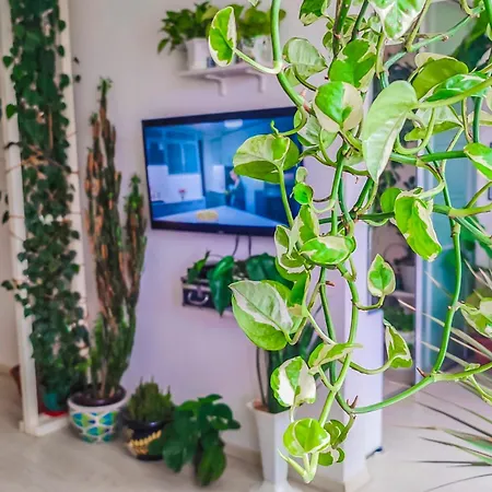 Apartman Little Jungle *